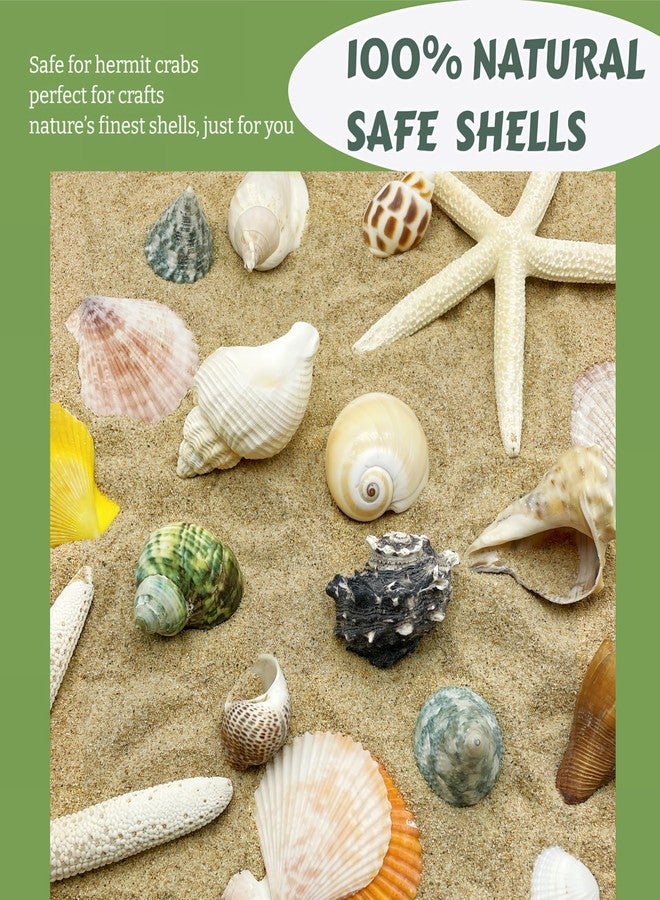 Wanwanzi 12PCS Hermit Crab Shells | 1.6"-3.2" Natural Sea Conch Shells | Growth Turbo for Small, Medium&Large Crabs | Saltwater Hermit Crab Supplies | Sea Shell for Beach Decor - Image 2